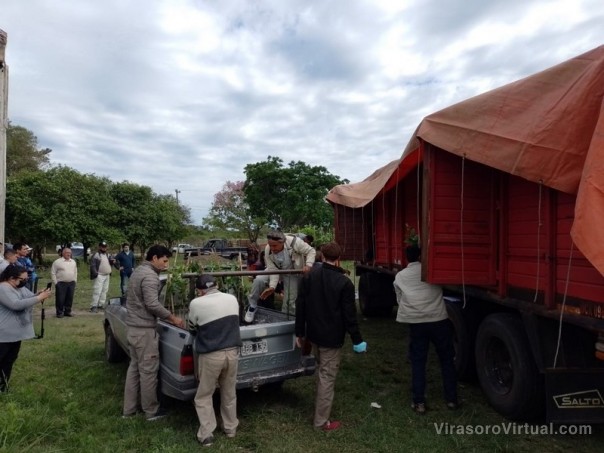 Plan Limón: San Luis del Palmar y Caá Catí fortalecen su cuenca citrícola con la llegada de más plantines