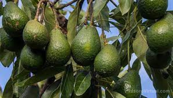 Más de 30 productores santotomeños interesados en el Plan Palta