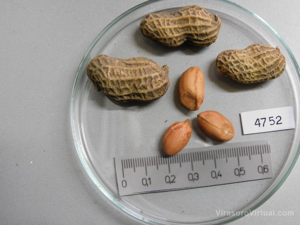 Estudian rasgos y características de las razas de maní de Corrientes para potenciar su comercialización