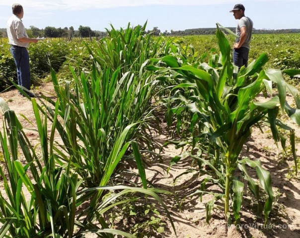 Proyecto Semilleros: monitorean los primeros brotes de pasturas en Santa Rosa y Saladas