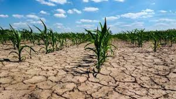 Por la extrema sequía, extienden la emergencia agropecuaria en la provincia