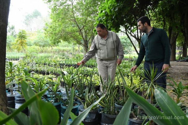 La Municipalidad sustenta su Plan de Arbolado Urbano en la producción del vivero propio