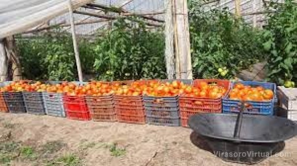 Productores de tomate de Corrientes advierten bajas ventas por escalada de precios