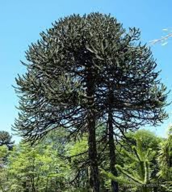 Inédito: científicos aseguran que Corrientes tuvo un bosque de araucarias