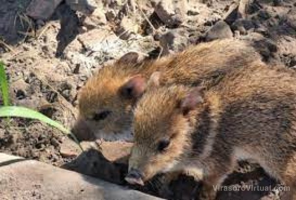 Tucumán derivó al Iberá dos crías de pecarí de collar