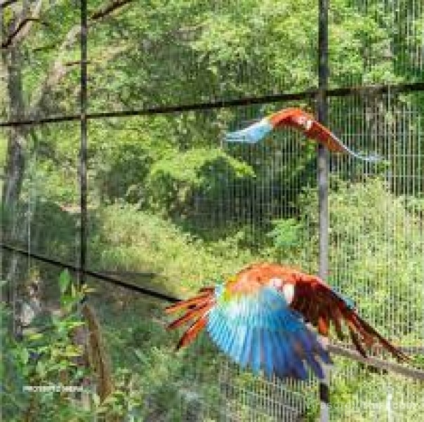Rewilding usó 53 toneladas de hierro en cercos del Iberá