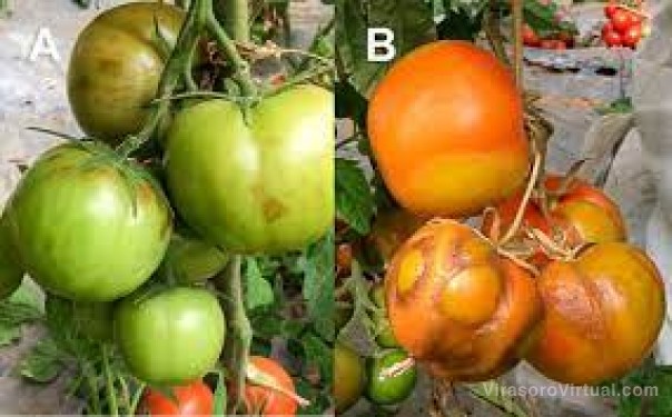 Alerta en Corrientes por un virus que afecta al tomate