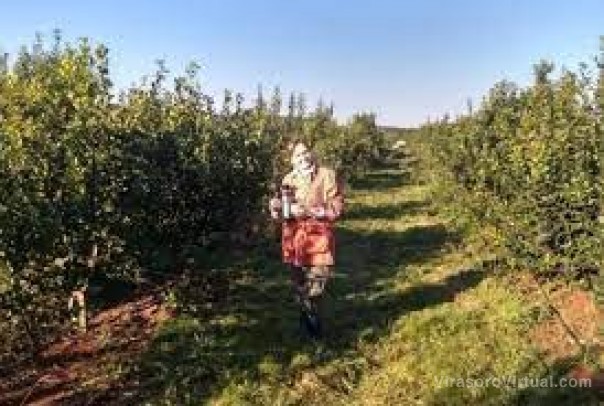 Una productora logró cultivar yerba mate en armonía con árboles nativos