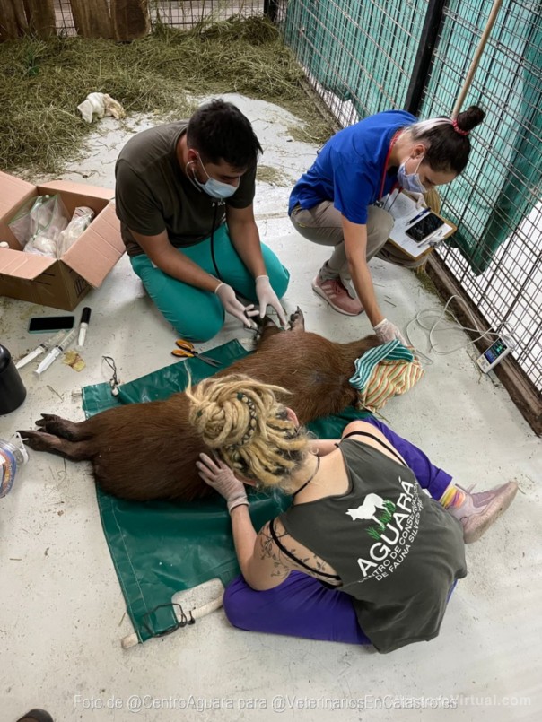 Alistan un consultorio de atención primaria para animales silvestres