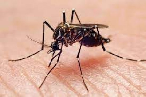 Dengue: las claves para evitar que haya brotes en Corrientes