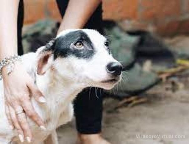 Buscan voluntarios para la Red de Rescatistas de Animales de Corrientes