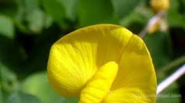 Relevaron especies vegetales que persisten a pesar de la sequía y de los incendios