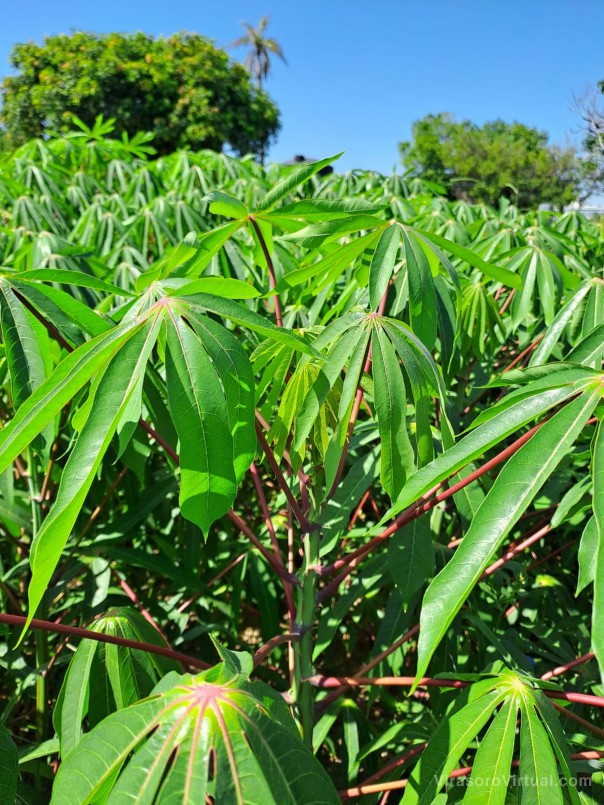Harina de hoja de mandioca, una alternativa productiva de gran valor nutricional