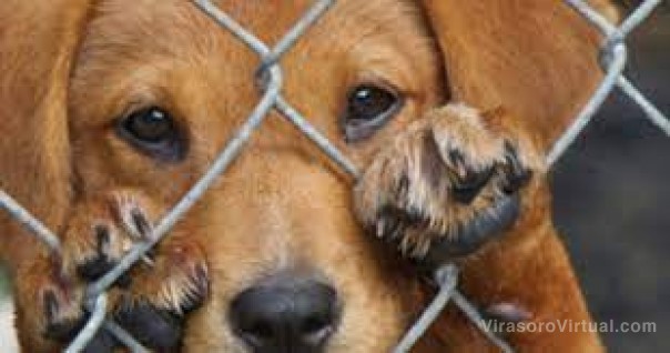Abogados impulsan un protocolo contra el maltrato animal y penas más duras