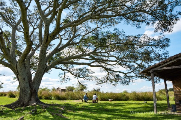 Reflexiones sobre el paisaje: Un encuentro cara a cara con las raíces para una mayor conciencia ambiental