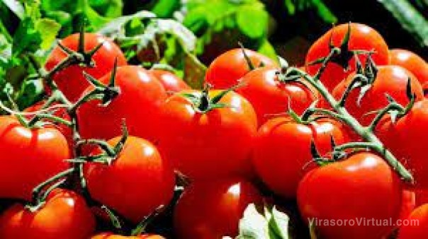 Sin mercado: los productores venden toneladas de tomates a precio libre