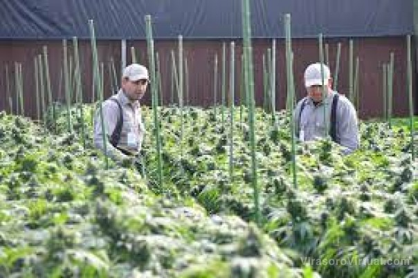 Cannabis medicinal: "El siguiente paso la producción a gran escala en Goya"