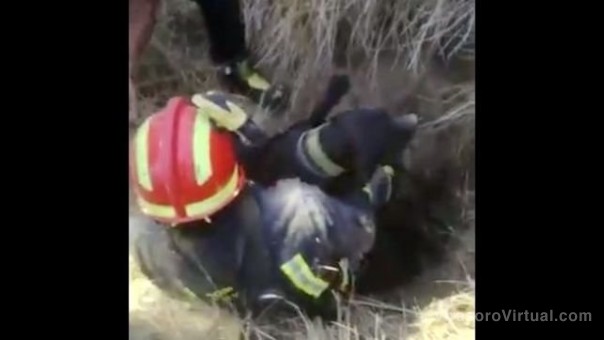 Tras un llamado , Bomberos retiro el cuerpo de un canino en alto estado de descomposición