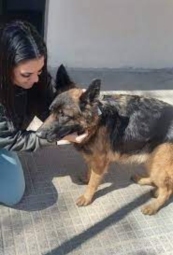 Corrientes: hallan a "Negra", una perra que era intensamente buscada