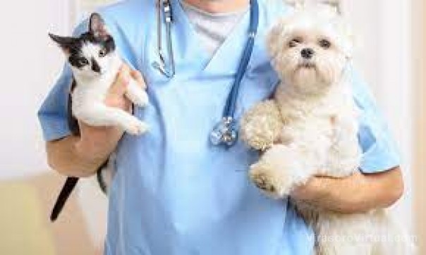 El municipio brindará atenciones veterinarias gratuitas en los barrios Patono, Laguna Seca y Pio X