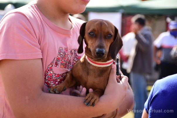 Curso gratuito para paseadores de perros