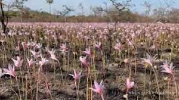 Renace el Iberá: después de las lluvias salieron flores entre las cenizas