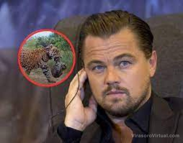 Leo DiCaprio destacó la reintroducción de los Yaguaretés en el Iberá