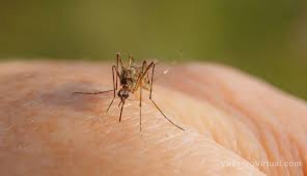 Especialistas estiman que ante la falta de lluvias no habrá invasión de mosquitos