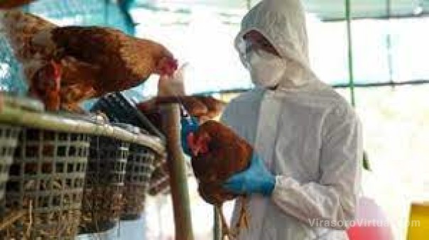Aislan a una familia y sacrificarán a 60 aves por el caso de influenza aviar