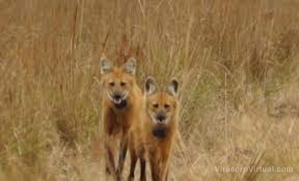 Iberá: reapareció una pareja de aguará guazú