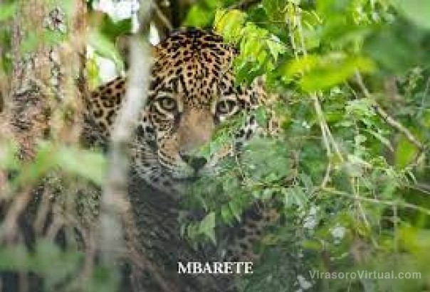 Murieron dos yaguaretés pioneras en los proyectos de recuperación de su especie