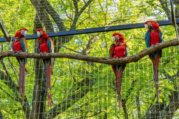 Liberación de cinco guacamayos rojos en el Iberá