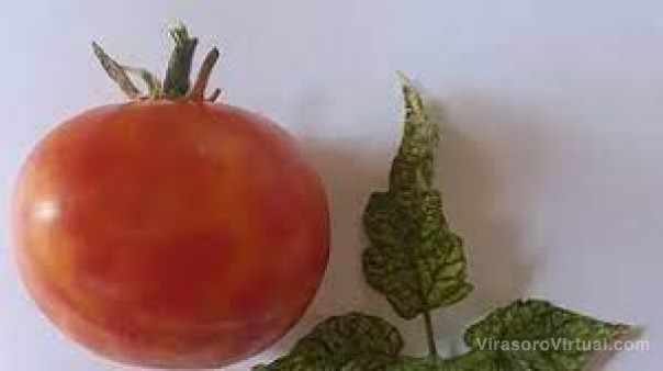 Nuevos detalles del virus que afecta a las plantaciones de tomates en Corrientes