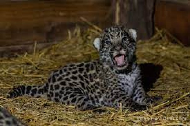 Hay nuevos yaguaretés nacidos en el Iberá