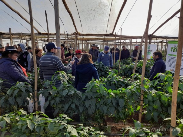 Productores de los Parques Hortícolas reciben charla de cultivo de pimiento