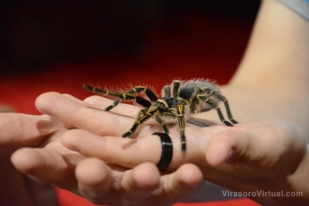 El mundo de los animales venenosos de la mano de Armando Nosiglia