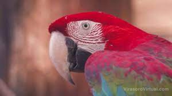 Enviaron a Córdoba tres guacamayos rojos del Iberá