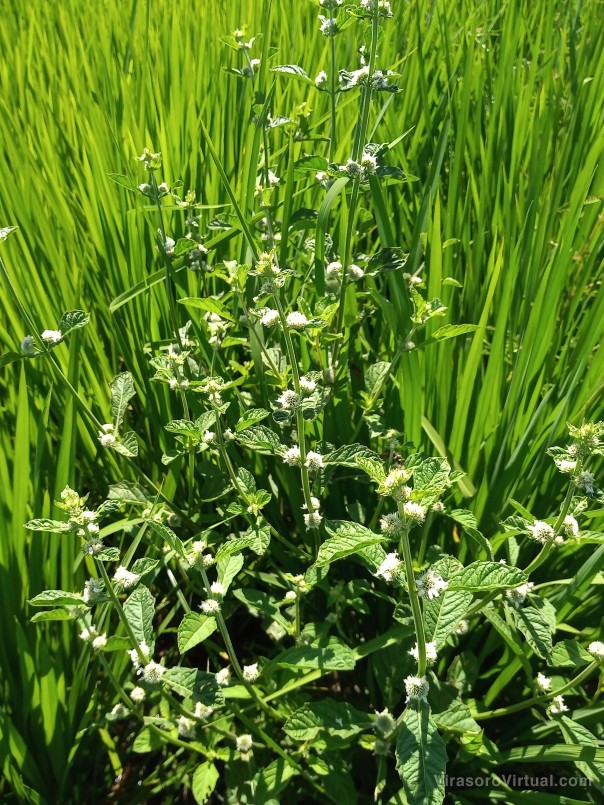 Arroz: con estudios sobre ecología de malezas, buscan aportar al manejo productivo sustentable