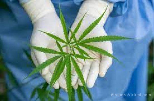 Innovación en cannabis medicinal y cáñamo industrial