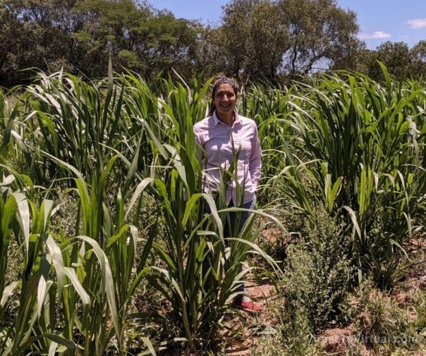 Las pasturas de los semilleros de Empedrado y Ramada Paso ya muestran los primeros resultados