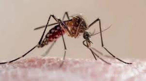 Ante el aumento de casos de dengue, Anmat acelera el análisis de una vacuna japonesa