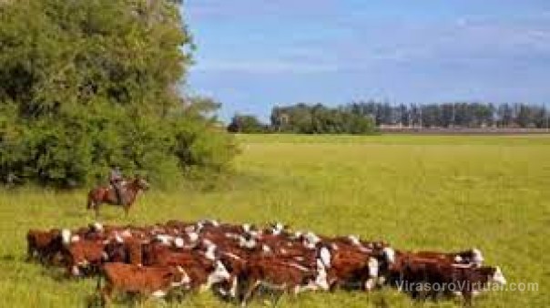 Queja correntina por las trabas a la ganadería: “Todavía no podemos vender carne a China”