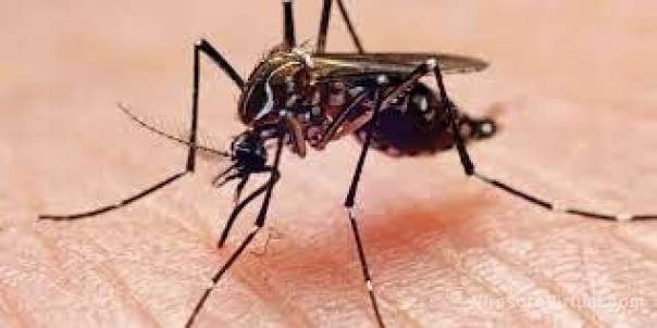 Dengue: descubren que hace tan eficaz al mosquito
