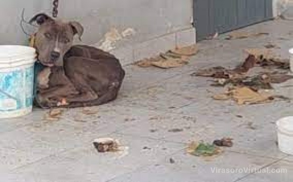 Tras denuncias vecinales, rescataron a un perro de 8 meses que se encontraba abandonado