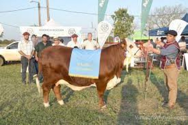 El Remanso, con la tercera mejor hembra Braford de Corrientes