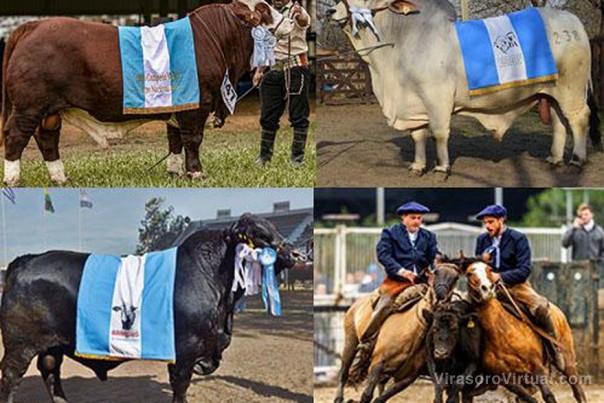 Corrientes se prepara para la Exposición Nacional de Razas bovinas y equinas