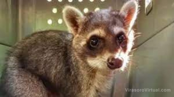 El Centro Aguará recibió 585 animales silvestres en 2022 y listan un área de cuidados intensivos