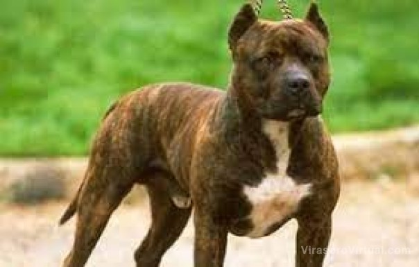 Un Pitbull atacó a una niña de 10 años en Santo Tome