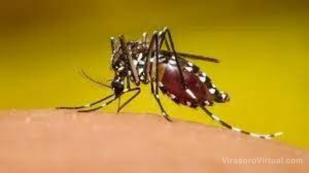 Detectaron dos casos positivos de Chikungunya en Corrientes