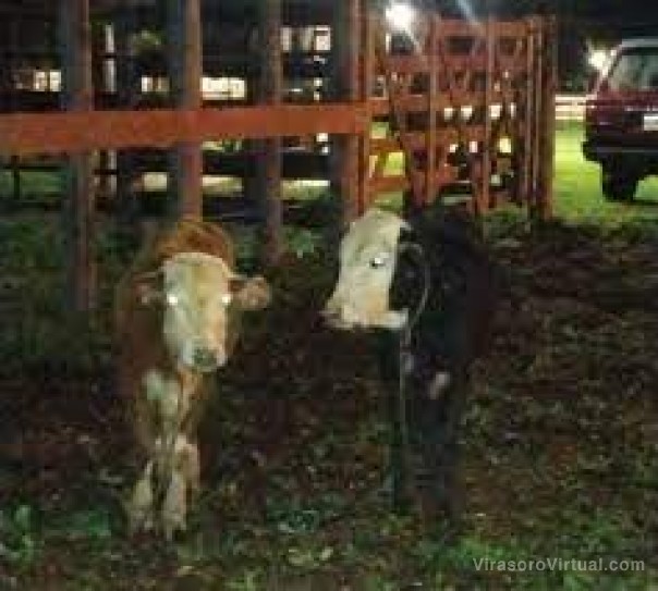 Recuperan dos animales vacunos que fueron sustraídos y hay cuatro detenidos